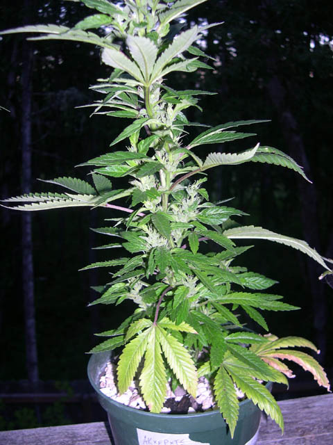 This is a strain that I inherited from a MMJ grower. I'll wait and see how well it does in reveg before I clone it. It's from a female Early Pearl/AK47, and was pollinated with a Tundra/Stonehenge male.