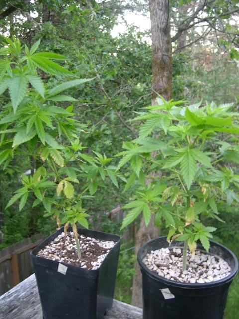 I'm keeping two males to make some seeds. I have topped one and I'll decide which one to keep after they start flowering with the season.