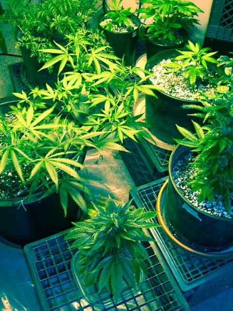 Weird colors with HPS and a flash. WRxTS, Sweet Purple, AK47xSPxTS, and White Russian.