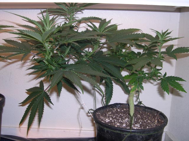 Stasis is slowed growth, and this is how I intend to keep this plant small. Hopefully I'll keep taking clones while this donor stays smallish in a restrictive container.
