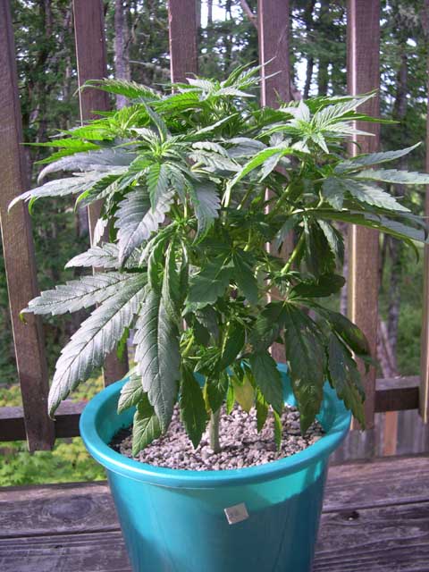 If this is a male it will be competing with the Jack Herer males for breeding. This plant is extremely healthy and has thick, green leaves. As far as vitality I prefer this strain to Jack Herer. I'm yet to see the Jack's flower though, and I've already flowered these June Bug genetics. Time will tell.