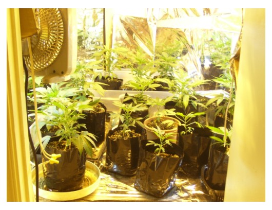 plants getting too large for old setup, now taking up the whole walk in closet the 24 remaining...runts are in the front, may eliminate them  would leave about 18-19