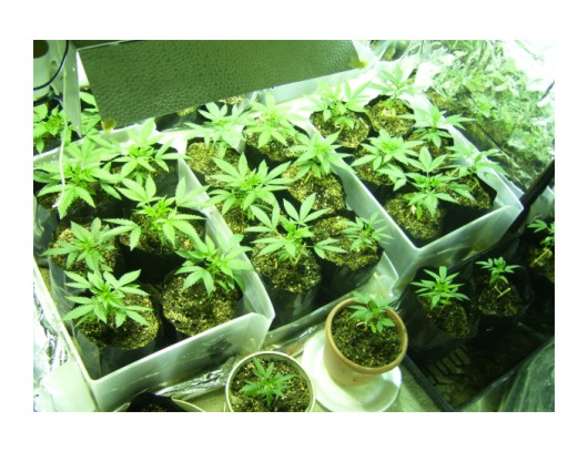 about 20 really healthy growing fast plants