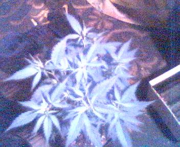 the last of 4 sativas 22 days