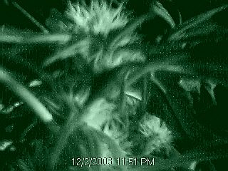20 days flower