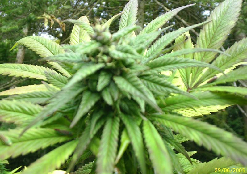 Unknown Strain Almost ready for harvest late september