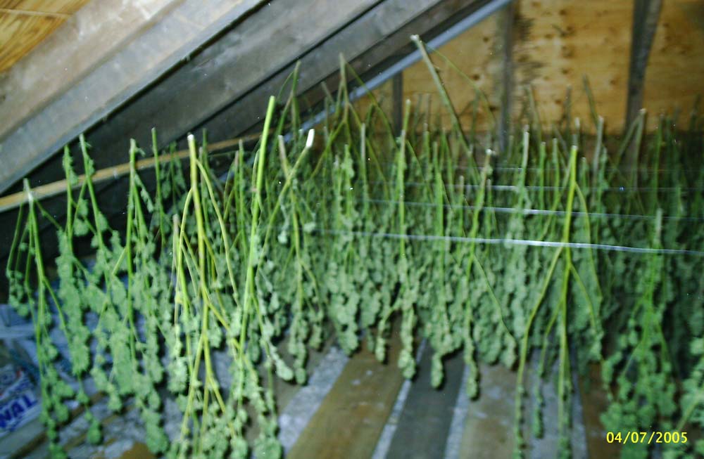 More pics of bud drying