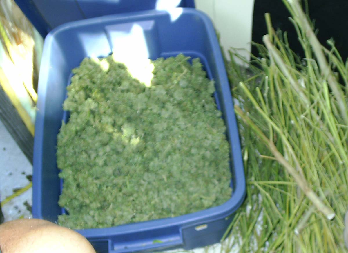 Another pic of bud being trimmed off stalk, which was then placed in a tub for further curing