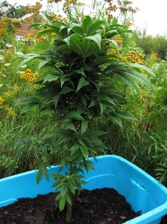 Plant 1 - What species is this?
