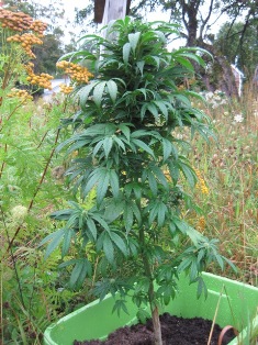 Plant #2 