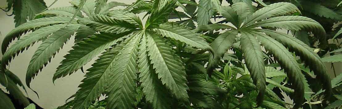 Can anyone tell me what is wrong with these leaves?