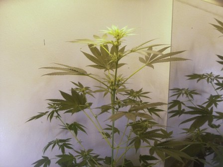 My first plant looking all beautiful and shit
