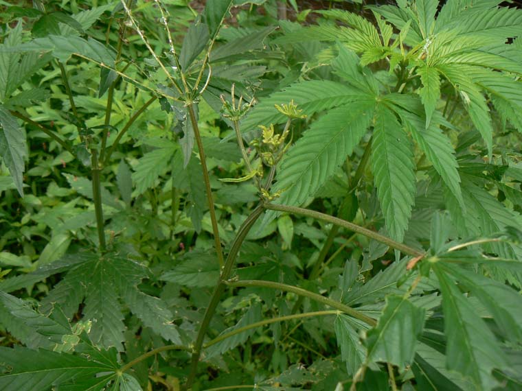 this one looks about dead, happened in like a day. not sure how. but its still got all big leaves, maybe itll make it?