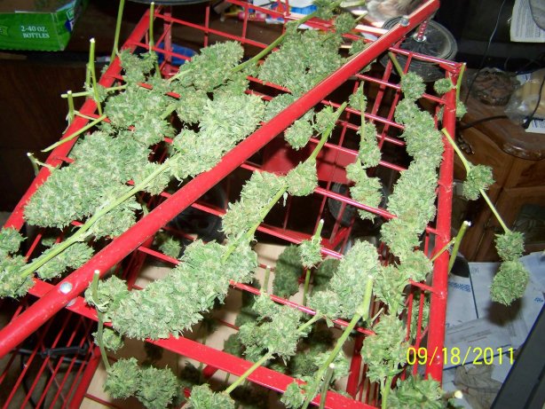 Devil's Weed