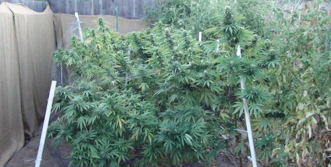 Devils' Weed, Green Crack, Afgoo, Kandy Kush, Sweet Dreams