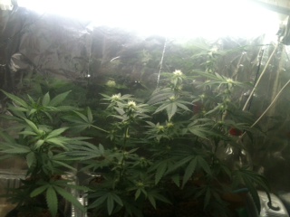 new group of clones grown hydroponics because because the ones in dirt did not thrive and got infested with pest