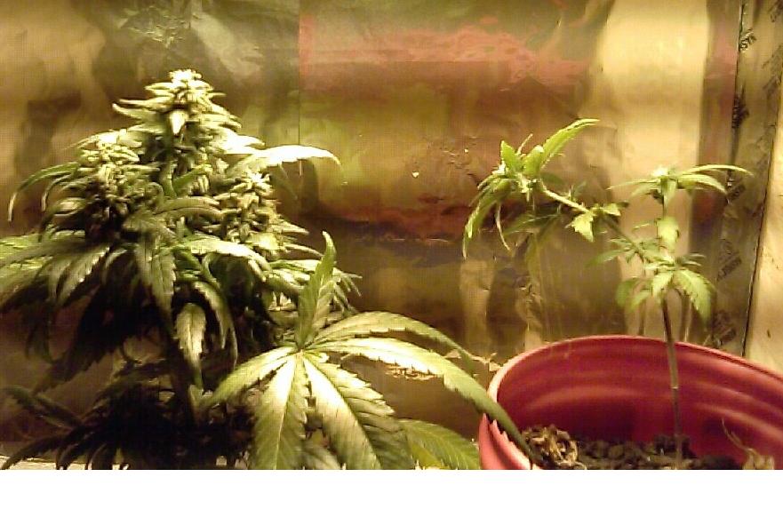Getting close and the plant doing the limbo is another female he had jokingly planted outfront, it sprouted but was stunted, he nursed it back to health, now is training it sideways