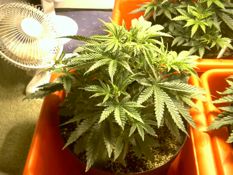 nearly as big as other bgum now