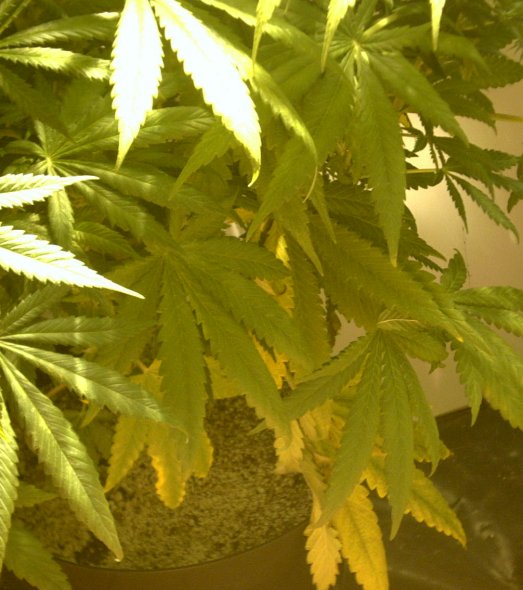yellowing after flush