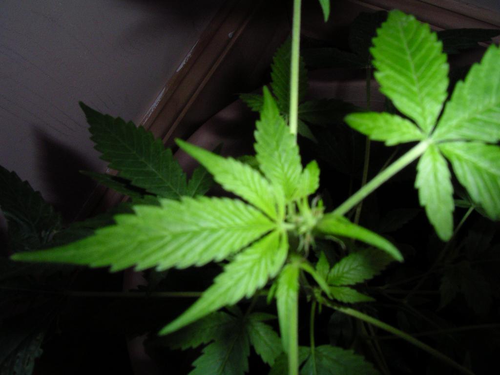 tis a small plant

 is it flowering ? 