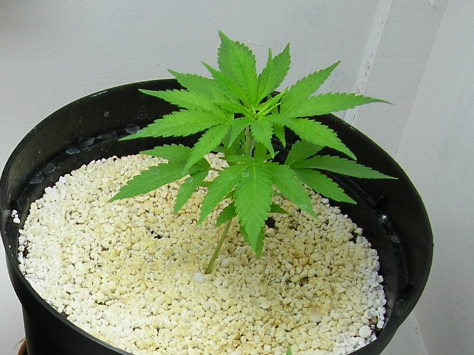 the runt of the litter