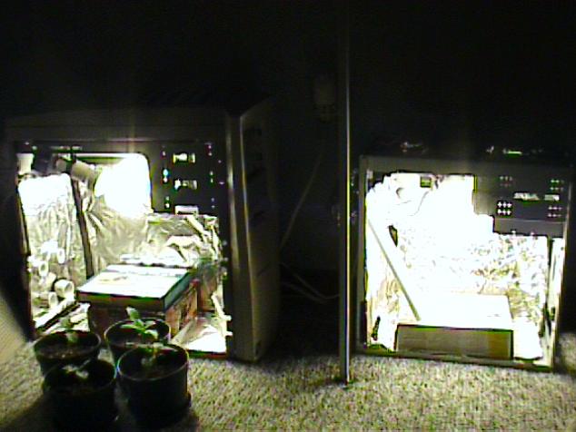 The left comp. is for flowering.  The right for veggetation.  Right now im using both for veggetation.  Im going to sex them in a week.  This is due to the limited space.  I can only keep 2 females in each computer, with 6