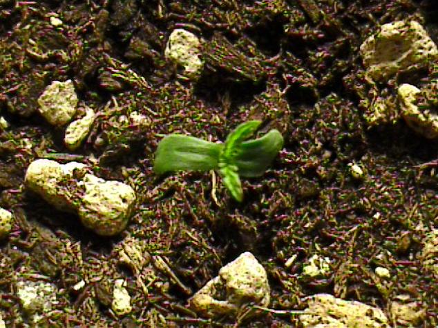 Little seedling.