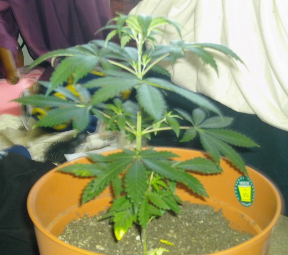 veg