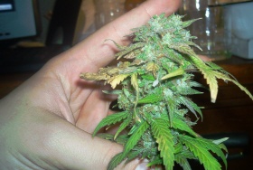 this is a plant from a previous grow late in flower