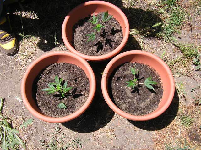 right after i transplanted them from the hydroponic cubes into the soil