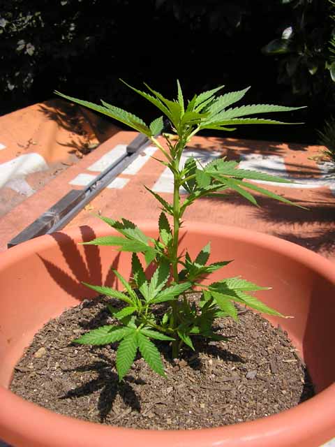 this is thea from the side at week 4