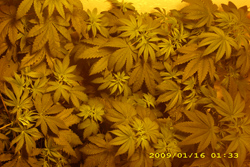 Isnt it beautiful, looks like a tropical canapy