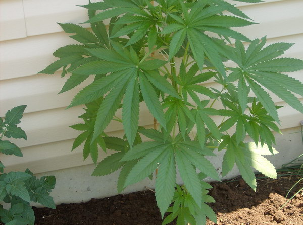 Eva growing next to Beefsteak Tomato Plant :) 