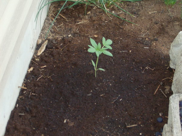 Another close-up shot of a young big bud cannabis plant displaying a healthy stalk.