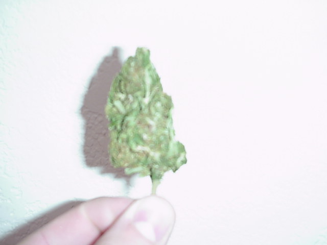here's a lil bud from my outdoor plant not to bad, alright smoke