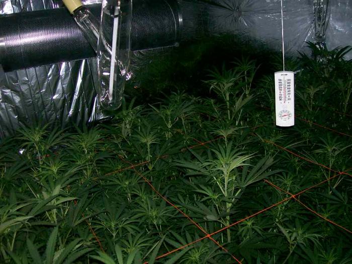 going to do some trimming tonight, will see if we can get some nice BIG BUDS off of this crop, going to be a busy night lot of trimming to do.