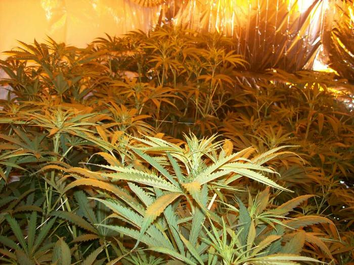 On each plant every branch running off the stock we left only 3 nodes of buds at the very end of the branch.
