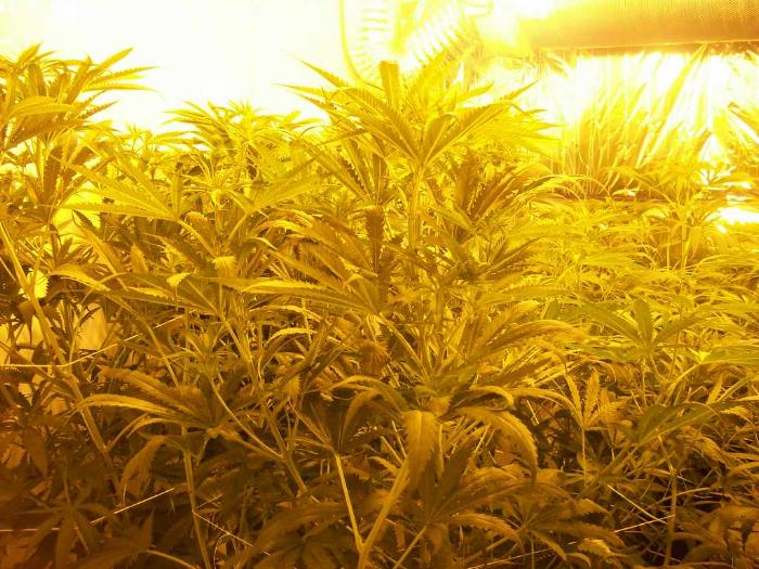 Now watch and see how big these buds are going to be they look so bare 