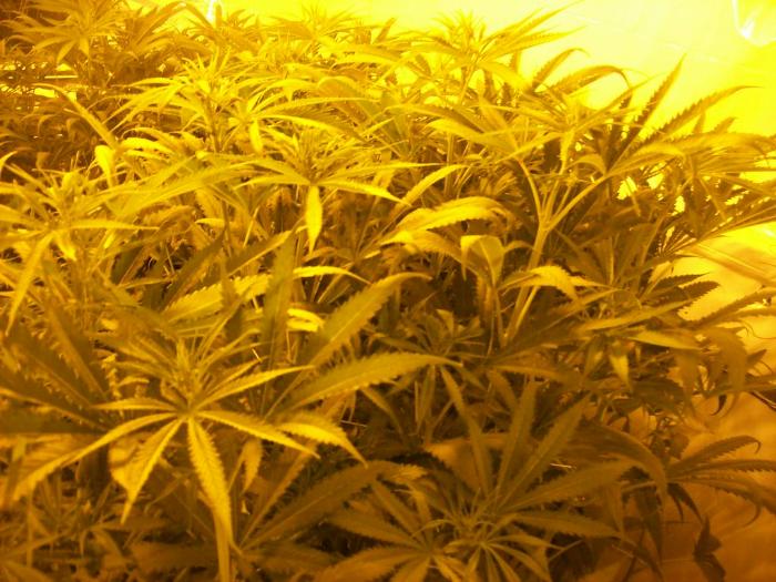 less buds doesn't mean less yeald but less trimming of the harvest no small buds just big dense buds