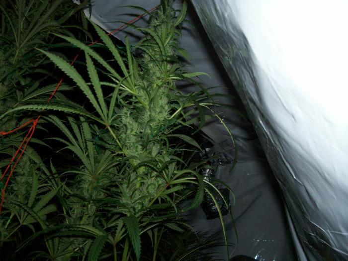 this picture was taken today before the lights came on looking very nice big buds,