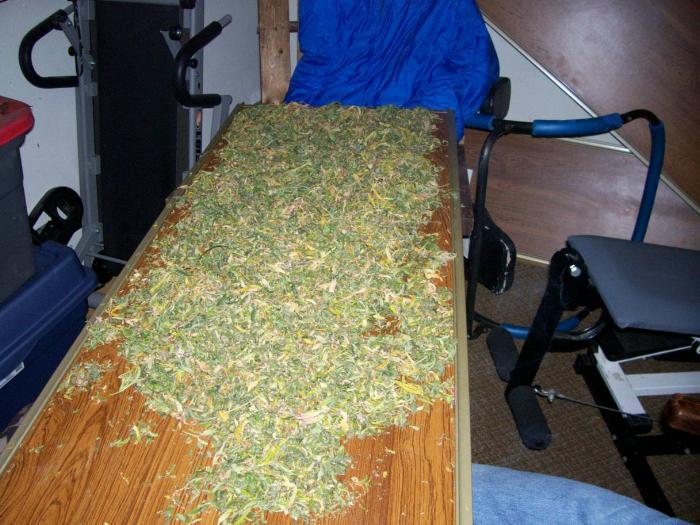 the buds trimmings ill make bubble hash out of