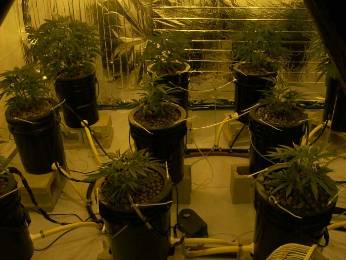 biggest one in the back left is 17in at 20 days vegging