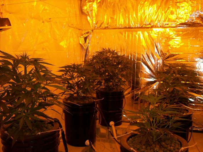 getting bushy