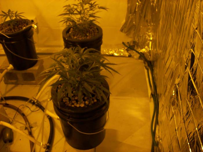 started flushing for 24 hours before adding new nutrients! and V/B1
