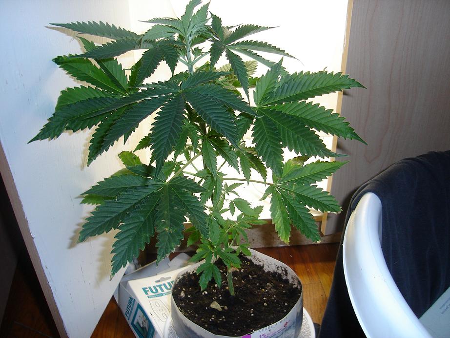 my only surviving PP, and im outta seeds.