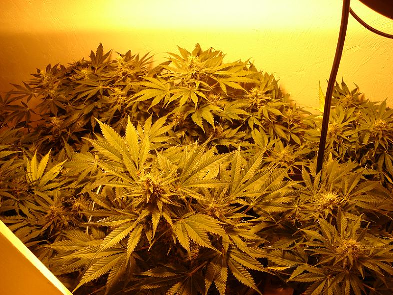 just about 2 weeks from harvest