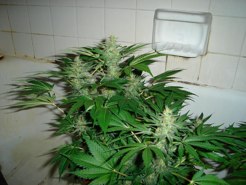 heres one getting flushed.