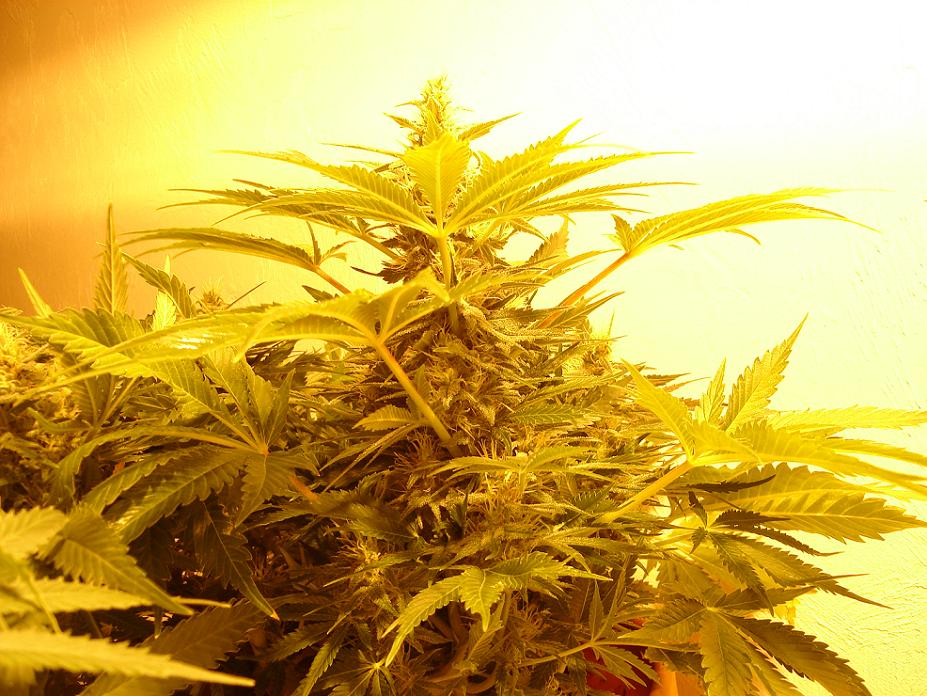this is the fattest cola in the grow