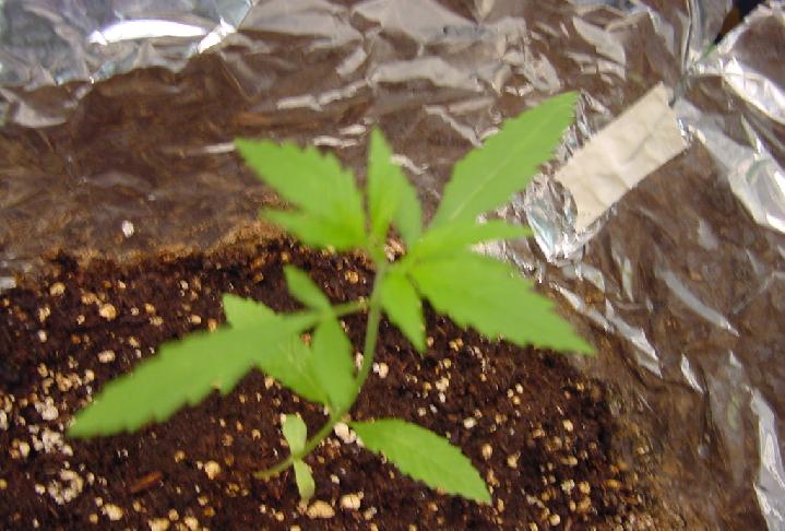 3rd plant 8 days old