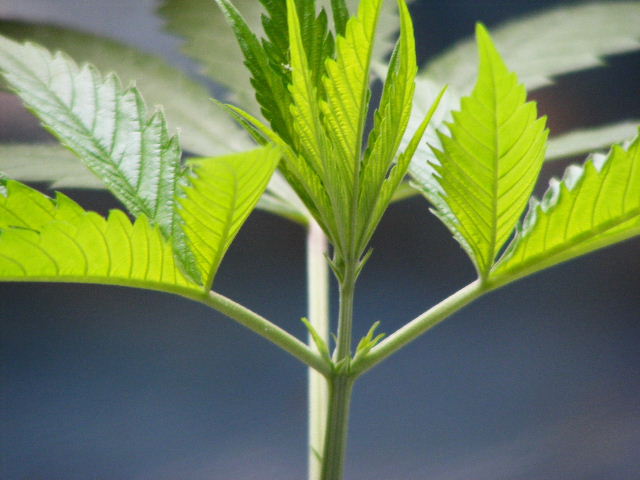 tallest plant close ups!